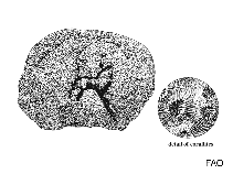 Image of Oulophyllia levis 