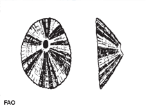 Image of Fissurella nimbosa (Rayed keyhole limpet)
