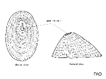Image of Fissurellidea bimaculata (Two-spot keyhole limpet)