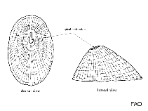 Image of Emarginula huzardii 