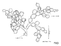 Image of Scinaia hormoides (Moniliform sea moss)