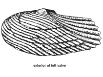 Image of Gari squamosa (Squamose sunset clam)