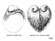 Image of Meiocardia moltkiana 