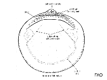 Image of Glycymeris modesta (Small dog cockle)