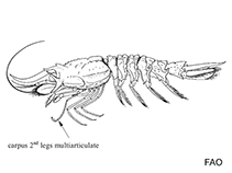 Image of Glyphocrangon cornuta 