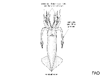 Image of Gonatopsis borealis (Boreopacific gonate squid)