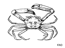 Image of Eucrate costata 
