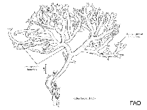 Image of Gracilaria tenuistipitata (Slender red seaweed)