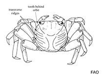 Image of Geograpsus lividus (Variegate shore crab)