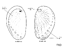 Image of Haliotis laevigata (Greenlip abalone)