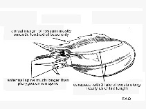 Image of Heterocarpus grimaldii (Grimald\