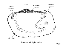 Image of Panopea glycimeris (Aldrovandi\