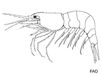 Image of Hippolyte coerulescens (Cerulean sargassum shrimp)
