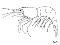 Image of Merhippolyte kauaiensis 