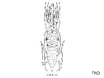 Image of Histioteuthis inermis 