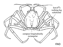 Image of Latreillopsis antennata 