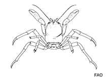 Image of Homolodromia hakuhoae 