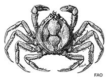 Image of Neorhynchoplax mangalis (Mangrove false spider crab)