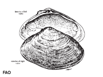 Image of Iphigenia brasiliana (Giant false donax)