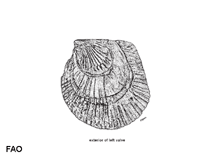 Image of Isognomon perna (Rayed tree oyster)