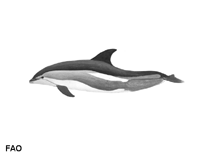 Image of Lagenorhynchus acutus (Atlantic white-sided dolphin)