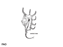 Image of Lambis crocata (Orange spider conch)