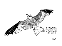 Image of Xema sabini (Sabine\