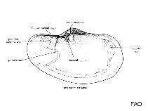 Image of Laternula siphonata 