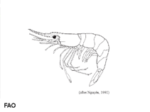 Image of Leptocarpus potamiscus (Bombay prawn)