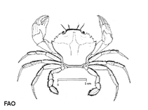 Image of Liocarcinus navigator 