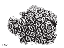 Image of Lobophyllia corymbosa (Brain root coral)