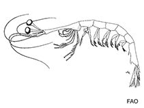 Image of Belzebub hanseni 