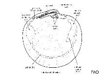 Image of Divaricella irpex 