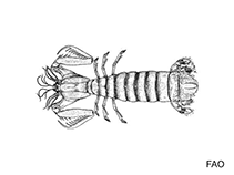 Image of Lysiosquilla scabricauda (Smooth mantis shrimp)