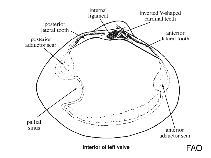 Image of Mactrotoma velata (Concealed surf clam)