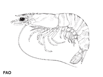 Image of Penaeus japonicus (Kuruma prawn)