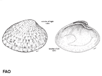 Image of Macrocallista maculata (Calico clam)