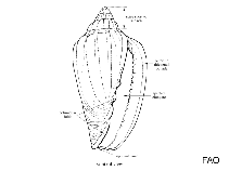 Image of Dentimargo cruzmoralai 