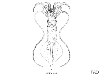 Image of Mastigoteuthis agassizii (Agassizi’s whiplash squid)