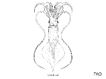 Image of Idioteuthis cordiformis 