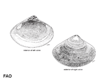 Image of Mactra violacea (Violet troughshell)