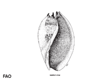 Image of Melo amphora (Diadem volute)