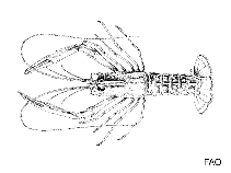 Image of Metanephrops andamanicus (Andaman lobster)