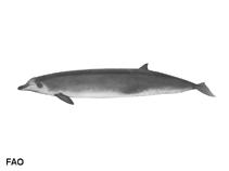 Image of Mesoplodon mirus (True\