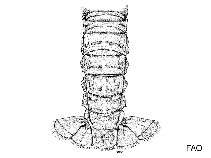 Image of Metanephrops mozambicus (African lobster)