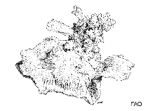 Image of Favites magnistellata 