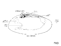 Image of Paphies subtriangulata 