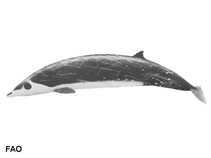 Image of Mesoplodon stejnegeri (Stejneger\