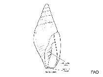 Image of Carinomitra typha 