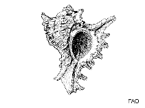 Image of Ocinebrina atropurpurea (Purple rocksnail)